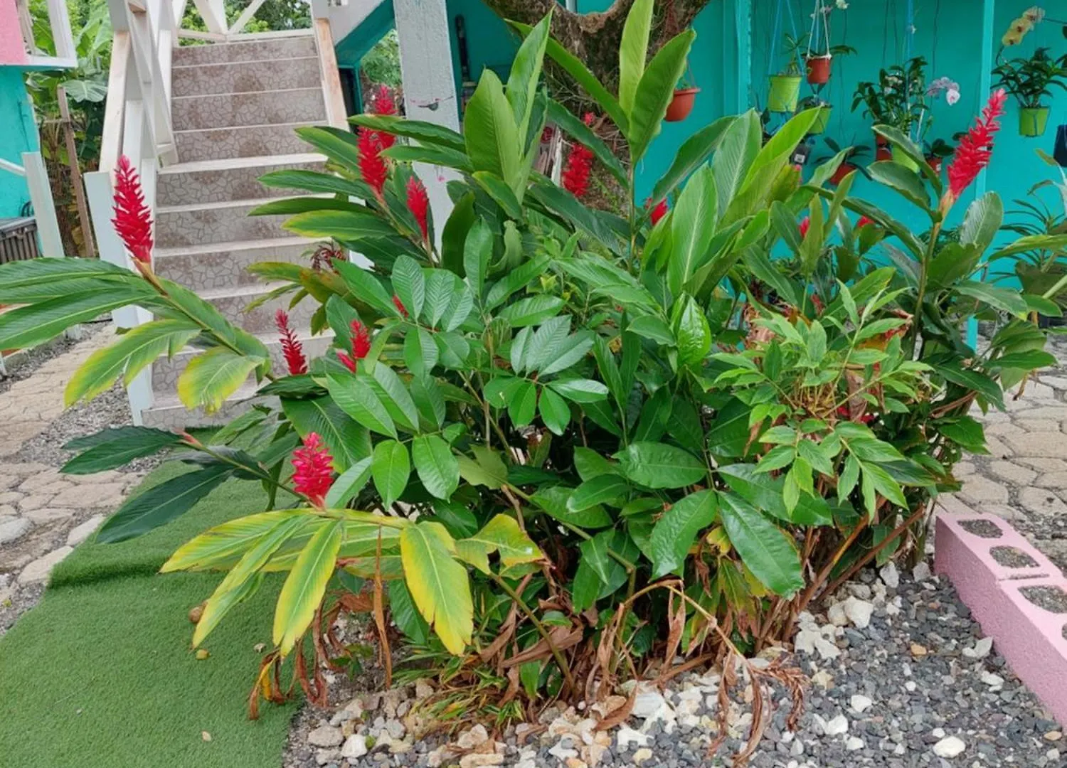 Alex'S Place - Tim Pappies Port Antonio Jamaica
